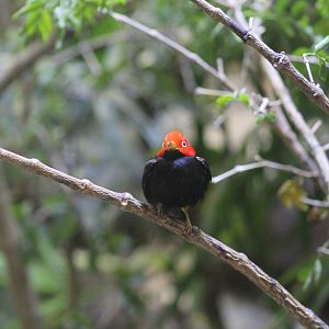 Red-Capped Manakin