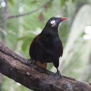 Montezuma Oropendola