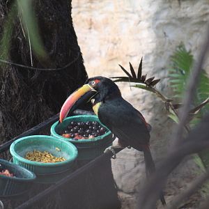 Fiery-Billed Araçari