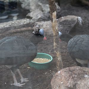 Mérida Helmeted Curassow