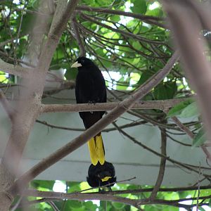Crested Oropendola