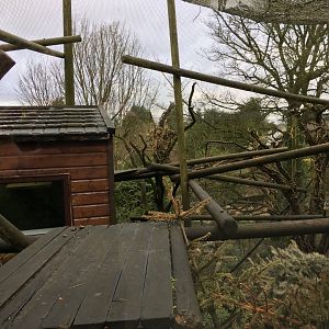 Crowned Lemur Exhibit