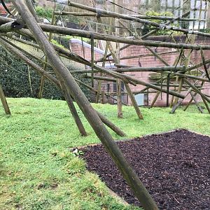 Black Bearded Saki Monkey Exhibit