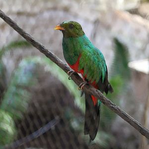 Golden-Headed Quetzal