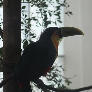 Green-Billed Toucan