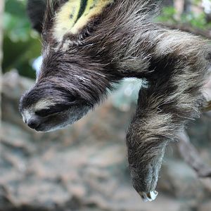 Brown-Throated Three-Toed Sloth