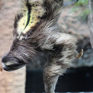 Brown-Throated Three-Toed Sloth