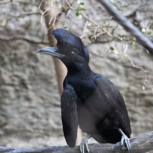 Long-Wattled Umbrellabird