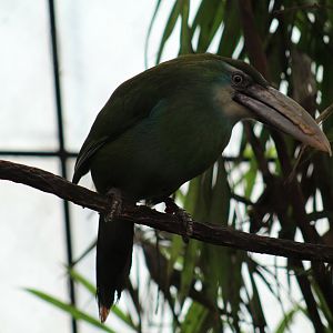 Blue-Banded Toucanet