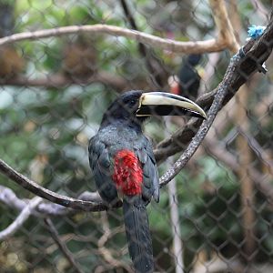 Black-Necked Araçari
