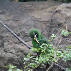 Black-Throated Toucanet