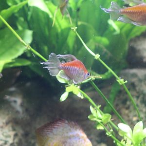 Congo Tetra