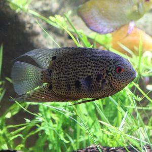Heros sp. cichlid??