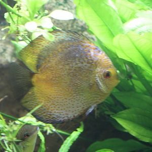 Discus sp.??