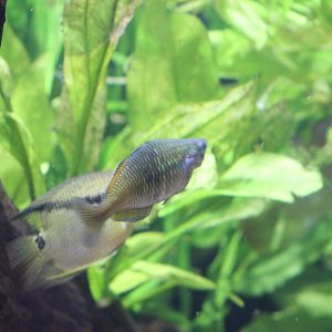 Rainbowfish ID?