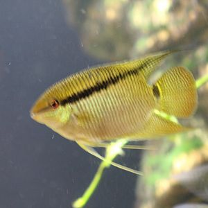 Mesonauta festivus??