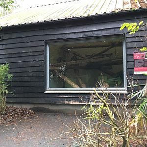 Goodfellow's Tree Kangaroo Indoor Exhibit