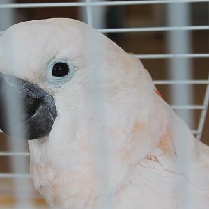 Salmon-crested cockatoo