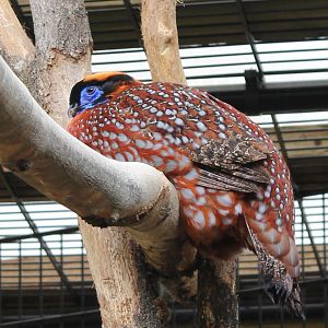 Temminck tragopan