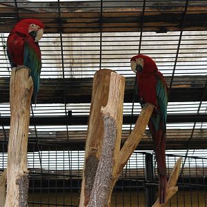 Green-winged macaws