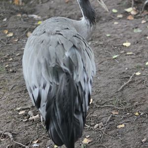 European crane