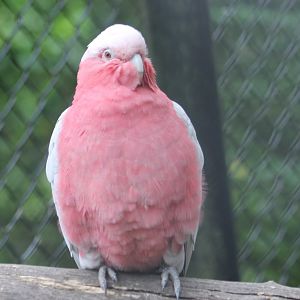 Galah