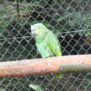 Orange-winged amazon