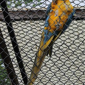 Blue-and-yellow macaw