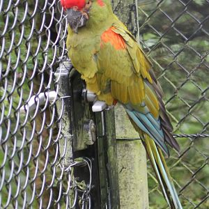 Red-fronted macaw