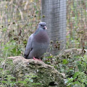 Stock dove