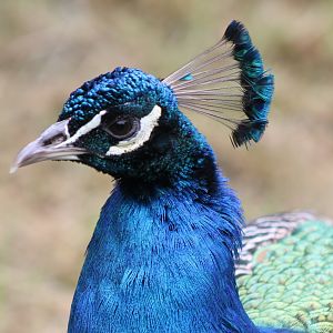 Blue peacock