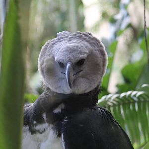 Harpy Eagle