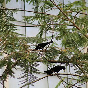 Red-Rumped Caciques