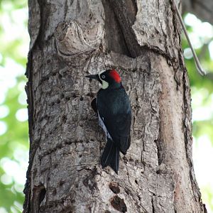 Panamanian Acorn Woodpecker