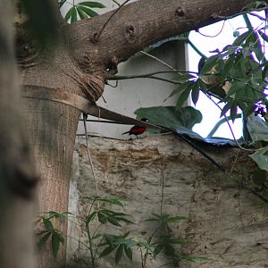 Crimson-Backed Tanager