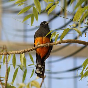 White-Tailed Trogon