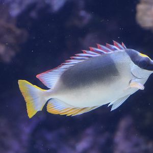 Magnificent Rabbitfish