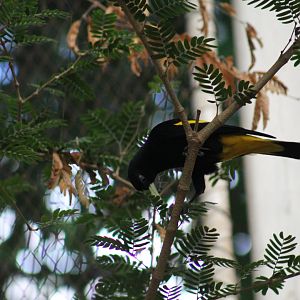 Yellow-Rumped Cacique