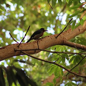 Puerto Rican Woodpecker
