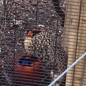 Cabot’s and Temminck’s Tragopans