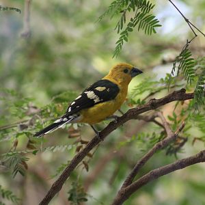 Southern Yellow Grosbeak