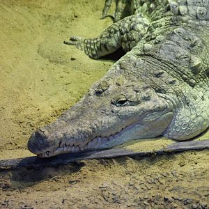 Orinoco Crocodile