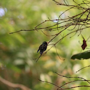 Broad-Billed Hummingbird