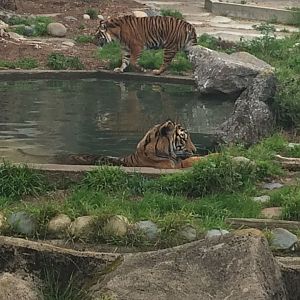 Sumatrans Leanne and Larry