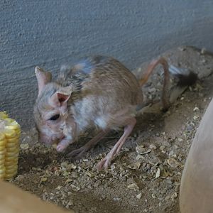 Mongolian five-toed jerboa (Allactaga sibirica)