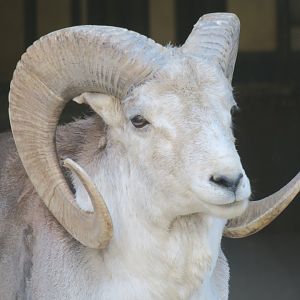 Tibetan argali (Ovis ammon hodgsoni)