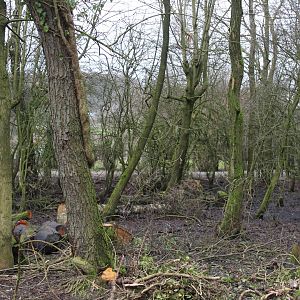 Red Squirrel Open Top Exhibit (Open for easter)