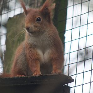 Red Squirrel watching his new home being built