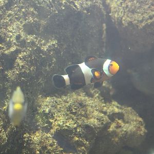 Clownfish (Nemo)