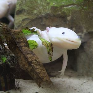 Axolotls